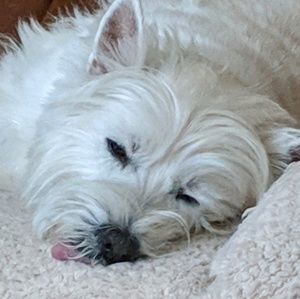 Meet your Posher, Tim